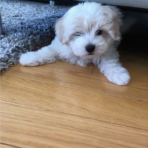 Meet your Posher, Anupama